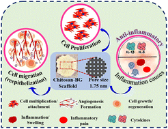 Graphical abstract: Bioceramic and polycationic biopolymer nanocomposite scaffolds for improved wound self-healing and anti-inflammatory properties: an in vitro study