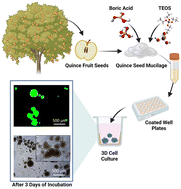 Graphical abstract: Development of plant-based biopolymer coatings for 3D cell culture: boron–silica-enriched quince seed mucilage nanocomposites