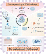 Graphical abstract: The engineering and application of extracellular matrix hydrogels: a review