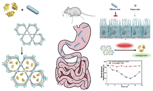 Graphical abstract: Transformation of the shape and shrinking the size of acid-resistant metal–organic frameworks (MOFs) for use as the vehicle of oral proteins