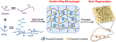 Graphical abstract: Extracellular matrix (ECM)-inspired high-strength gelatin-alginate based hydrogels for bone repair