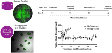 Graphical abstract: Extrahepatic transplantation of 3D cultured stem cell-derived islet organoids on microporous scaffolds