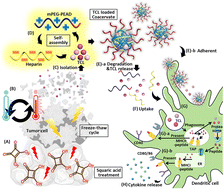 Graphical abstract: Ex vivo activation of dendritic cells via coacervate-mediated exogenous tumor cell lysate delivery