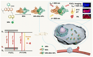 Graphical abstract: Albumin-based near-infrared phototheranostics for frequency upconversion luminescence/photoacoustic dual-modal imaging-guided photothermal therapy