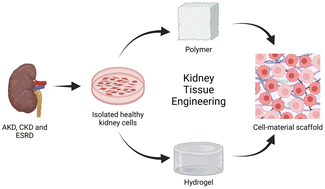 Graphical abstract: Renal tissue engineering for regenerative medicine using polymers and hydrogels