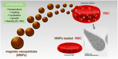 Graphical abstract: Optimization of magnetic nanoparticles for engineering erythrocytes as theranostic agents