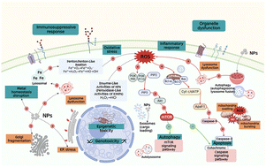 Graphical abstract: Immunotoxicity of metal and metal oxide nanoparticles: from toxic mechanisms to metabolism and outcomes