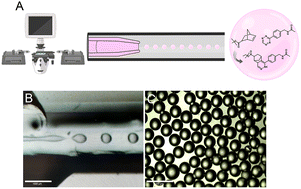 Graphical abstract: Fabrication of hydrogel microspheres via microfluidics using inverse electron demand Diels–Alder click chemistry-based tetrazine-norbornene for drug delivery and cell encapsulation applications