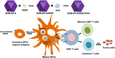 Graphical abstract: Macro-microporous ZIF-8 MOF complexed with lysosomal pH-adjusting hexadecylsulfonylfluoride as tumor vaccine delivery systems for improving anti-tumor cellular immunity