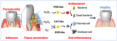 Graphical abstract: An ionic gel incorporating copper nanodots with antibacterial and antioxidant dual functions for deep tissue penetration treatment of periodontitis in rats