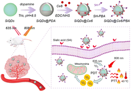Graphical abstract: Sialic acid-targeting multi-functionalized silicon quantum dots for synergistic photodynamic and photothermal cancer therapy