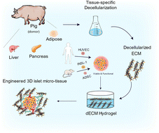 Graphical abstract: Construction of engineered 3D islet micro-tissue using porcine decellularized ECM for the treatment of diabetes