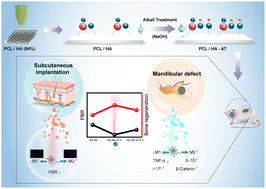 Graphical abstract: Hydrophilic surface-modified 3D printed flexible scaffolds with high ceramic particle concentrations for immunopolarization-regulation and bone regeneration