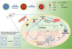 Graphical abstract: Iron oxide-EDTA nanoparticles for chelation-enhanced chemodynamic therapy and ion interference therapy