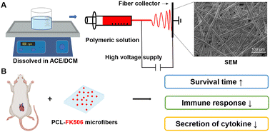 Graphical abstract: Electrospun polymer fibers modified with FK506 for the long-term treatment of acute cardiac allograft rejection in a heart transplantation model