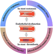 Graphical abstract: Restoring endothelial function: shedding light on cardiovascular stent development