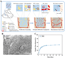 Graphical abstract: Functionalized hydrogel–microsphere composites stimulating neurite outgrowth for vascularized bone regeneration