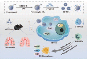 Graphical abstract: Immunologically active ferumoxytol-poly(I : C) nanomaterials inhibit metastatic melanoma by regulating myeloid-derived suppressor cell differentiation