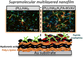 Graphical abstract: Supramolecular presentation of bioinstructive peptides on soft multilayered nanobiomaterials stimulates neurite outgrowth