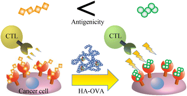 Graphical abstract: Modification of the antigenicity of cancer cells by conjugates consisting of hyaluronic acid and foreign antigens