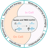 Graphical abstract: Principles of nucleic acid toehold mediated strand displacement (TMSD) reaction model and its applications in cell environment