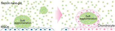Graphical abstract: Sericin nano-gel agglomerates mimicking the pericellular matrix induce the condensation of mesenchymal stem cells and trigger cartilage micro-tissue formation without exogenous stimulation of growth factors in vitro