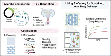Graphical abstract: Microbe-loaded bioink designed to support therapeutic yeast growth