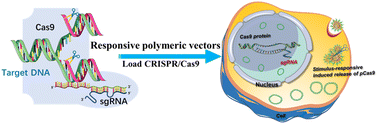 Graphical abstract: Recent advances in stimuli-responsive polymeric carriers for controllable CRISPR/Cas9 gene editing system delivery
