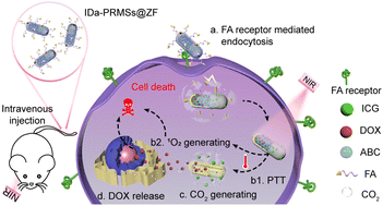 Graphical abstract: Functionalized nanohybrids with rod shape for improved chemo-phototherapeutic effect against cancer by sequentially generating singlet oxygen and carbon dioxide bubbles