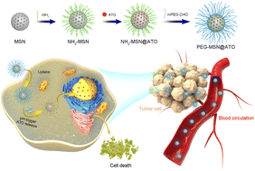 Graphical abstract: PEG-grafted arsenic trioxide-loaded mesoporous silica nanoparticles endowed with pH-triggered delivery for liver cancer therapy