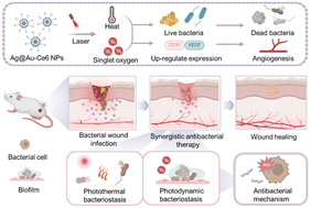 Graphical abstract: Hollow silver–gold alloy nanoparticles for enhanced photothermal/photodynamic synergetic therapy against bacterial infection and acceleration of wound healing