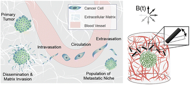 Graphical abstract: Magnetically controlled cyclic microscale deformation of in vitro cancer invasion models