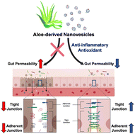 Graphical abstract: Aloe-derived nanovesicles attenuate inflammation and enhance tight junction proteins for acute colitis treatment