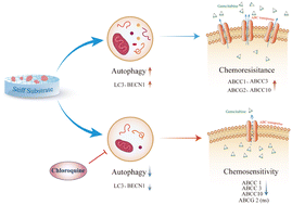Graphical abstract: Matrix stiffness triggers chemoresistance through elevated autophagy in pancreatic ductal adenocarcinoma
