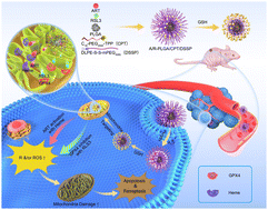 Graphical abstract: GPX4 inhibition synergistically boosts mitochondria targeting nanoartemisinin-induced apoptosis/ferroptosis combination cancer therapy