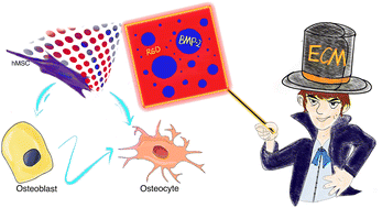 Graphical abstract: Controlling differentiation of stem cells via bioactive disordered cues