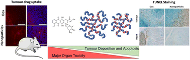 Graphical abstract: Chain-extension in hyperbranched polymers alters tissue distribution and cytotoxicity profiles in orthotopic models of triple negative breast cancers