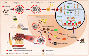 Graphical abstract: In situ hypoxia modulating nano-catalase for amplifying DNA damage in radiation resistive colon tumors