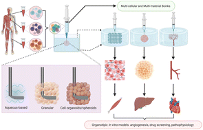 Graphical abstract: A dive into the bath: embedded 3D bioprinting of freeform in vitro models