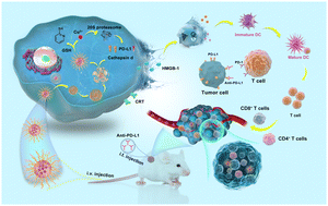 Graphical abstract: Polymer/copper nanocomplex-induced lysosomal cell death promotes tumor lymphocyte infiltration and synergizes anti-PD-L1 immunotherapy for triple-negative breast cancer