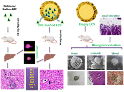 Graphical abstract: Natural sporopollenin microcapsules: biological evaluation and application in regulating hepatic toxicity of diclofenac sodium in vivo