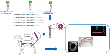 Graphical abstract: Preclinical in vivo assessment of a cell-free multi-layered scaffold prepared by 3D printing and electrospinning for small-diameter blood vessel tissue engineering in a canine model