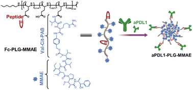 Graphical abstract: An MMAE-loaded PDL1 active targeting nanomedicine for the precision treatment of colon cancer