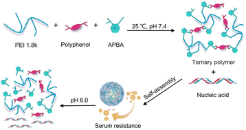 Graphical abstract: One-pot synthesis of dynamically cross-linked polymers for serum-resistant nucleic acid delivery