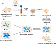 Graphical abstract: Plasma fibrin membranes loaded with bone marrow mesenchymal stem cells and corneal epithelial cells promote corneal injury healing via attenuating inflammation and fibrosis after corneal burns