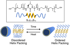 Graphical abstract: Reversible transformation of peptide assembly between densified-polysarcosine-driven kinetically and helix-orientation-driven thermodynamically stable morphologies