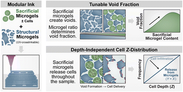 Graphical abstract: 3D printing microporous scaffolds from modular bioinks containing sacrificial, cell-encapsulating microgels