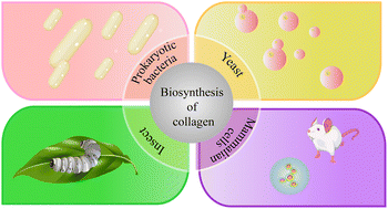 Graphical abstract: Green biomanufacturing in recombinant collagen biosynthesis: trends and selection in various expression systems