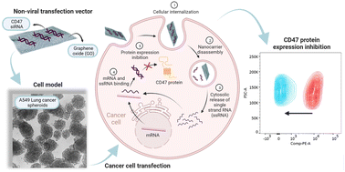 Graphical abstract: Harnessing graphene oxide nanocarriers for siRNA delivery in a 3D spheroid model of lung cancer