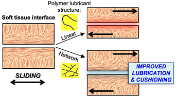 Graphical abstract: A polymer network architecture provides superior cushioning and lubrication of soft tissue compared to a linear architecture